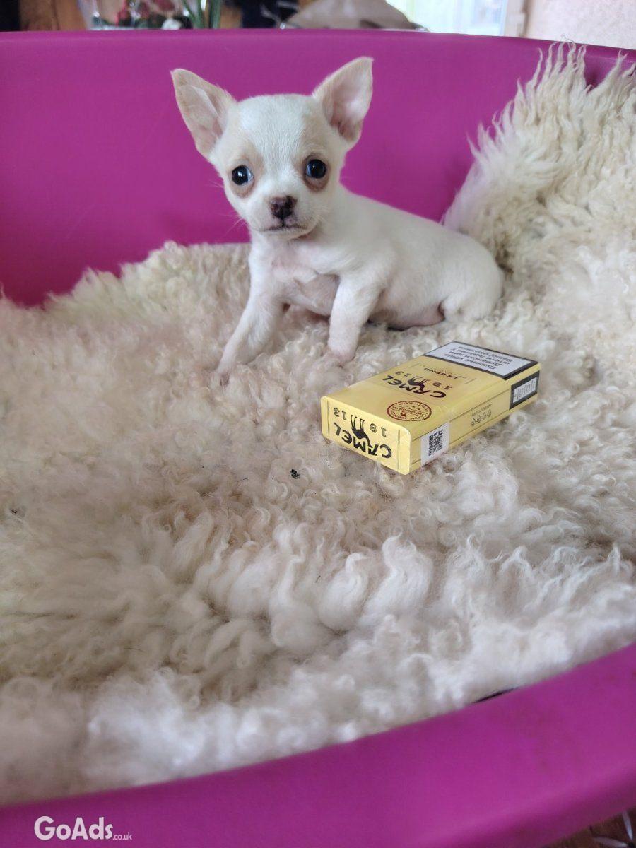 Mini chihuahuas beautiful pupies