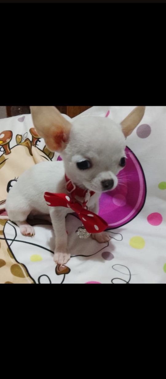 Mini chihuahuas for sale beautiful