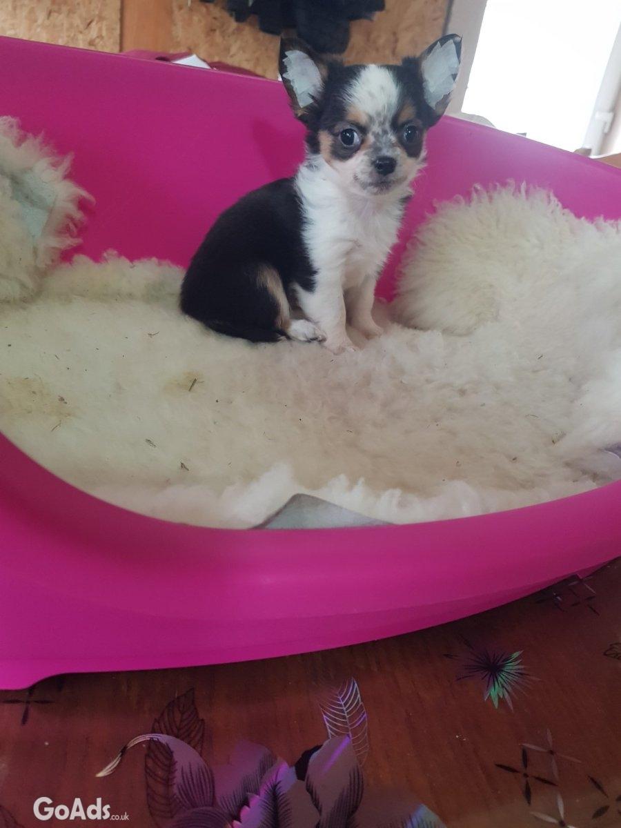 Mini chihuahuas