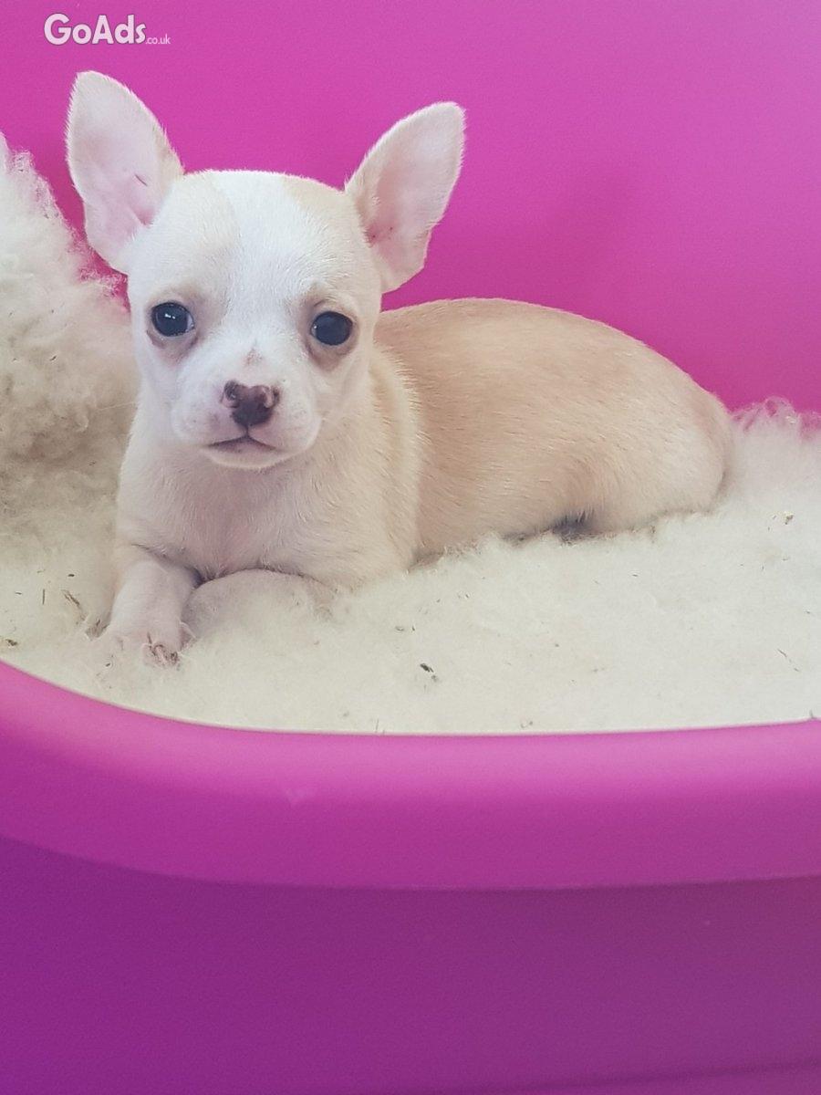 Mini chihuahuas