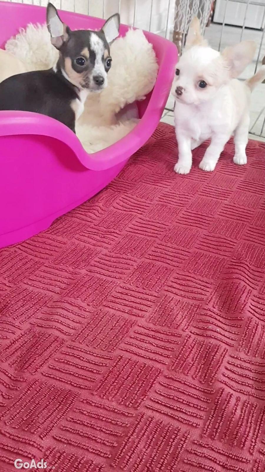 Mini chihuahuas