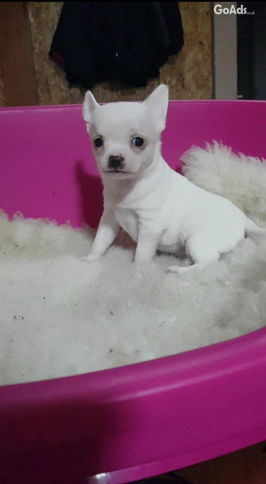 Mini chihuahuas