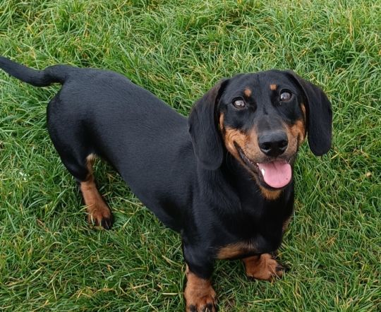 Mini dachshund