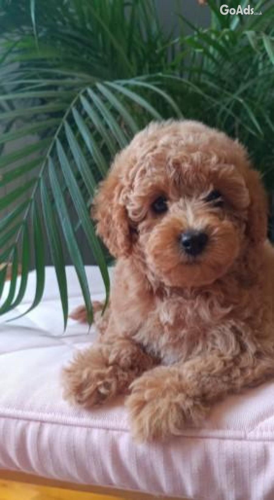Mini female poodle