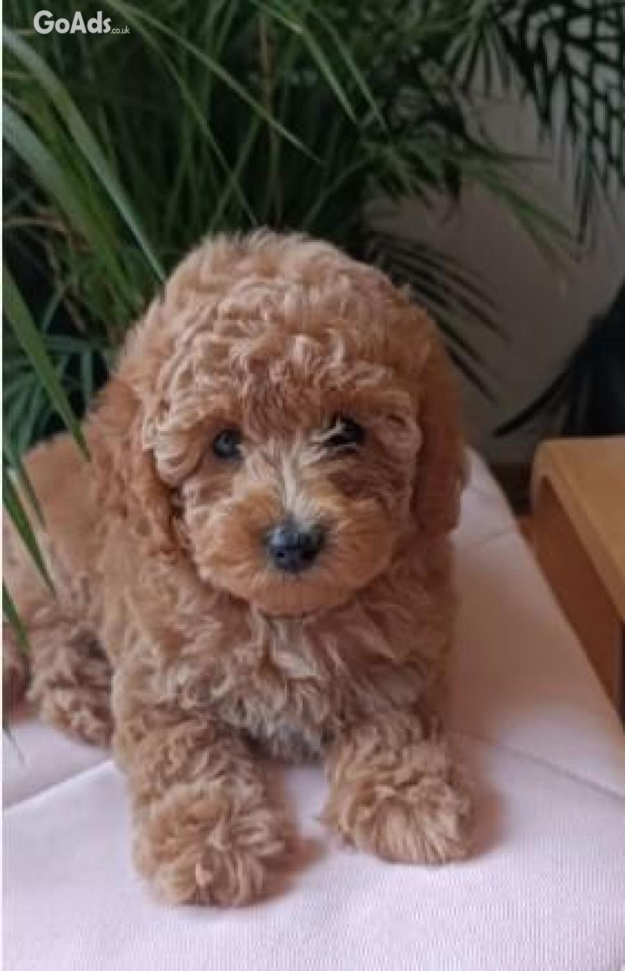 Mini female poodle