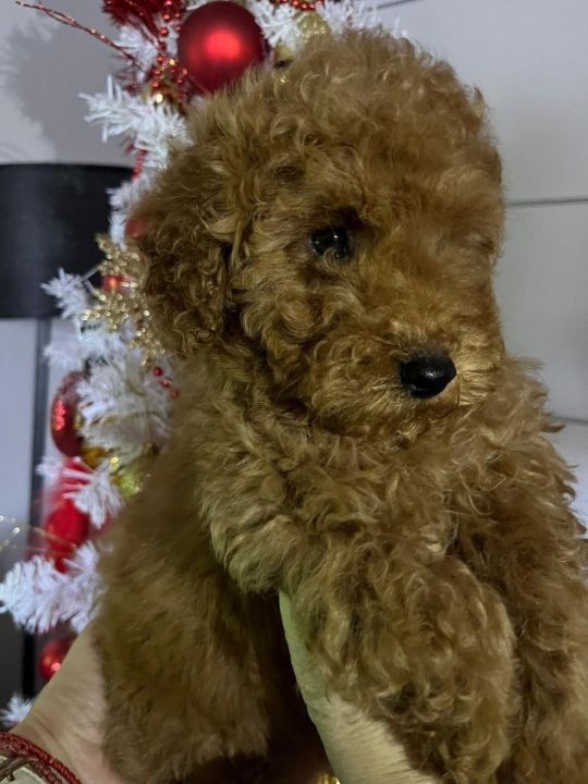 MINI POODLE pupies