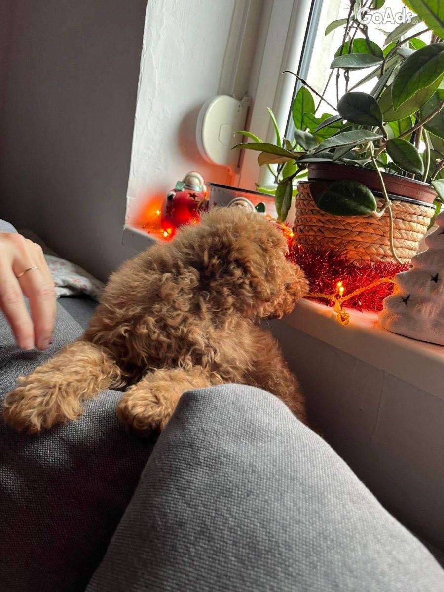 MINI POODLE pupies
