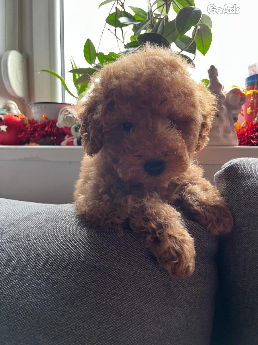MINI POODLE pupies