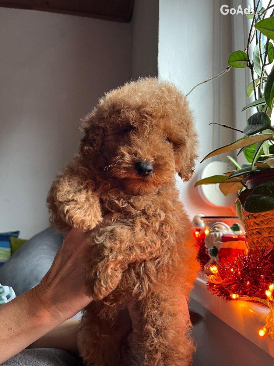 MINI POODLE pupies