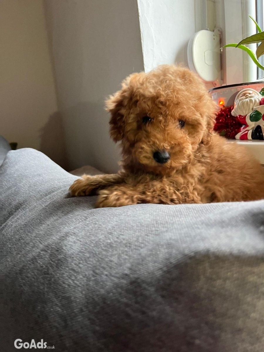 MINI POODLE pupies
