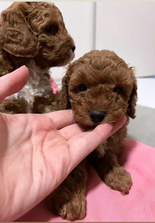 Mini poodles pupies