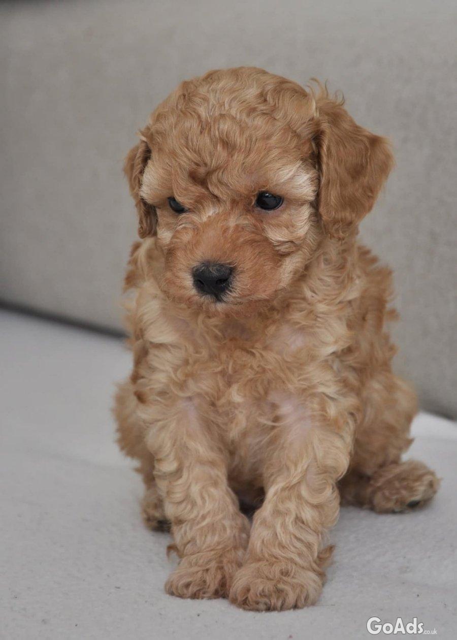 Mini poodles pupies