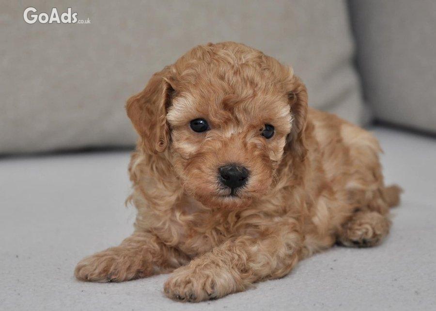 Mini poodles pupies