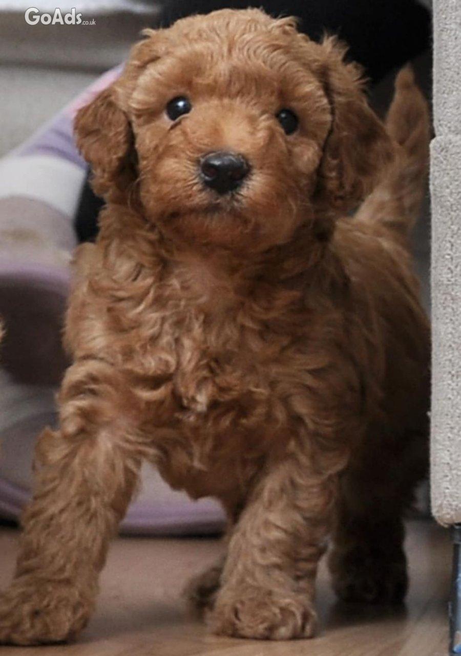 Mini poodles pupies