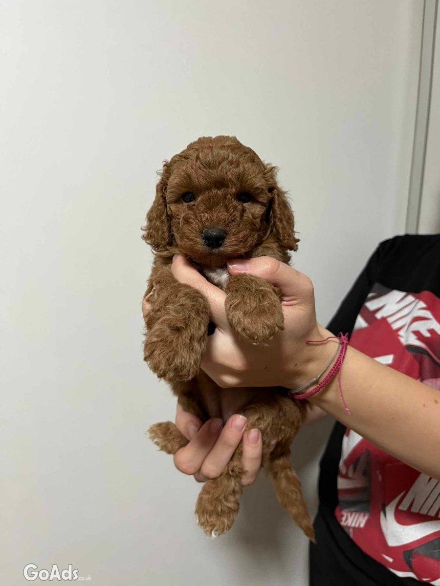 Mini poodles pupies