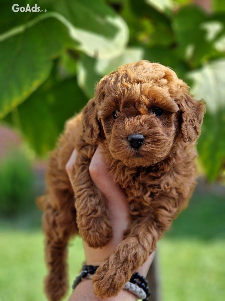 Mini poodles
