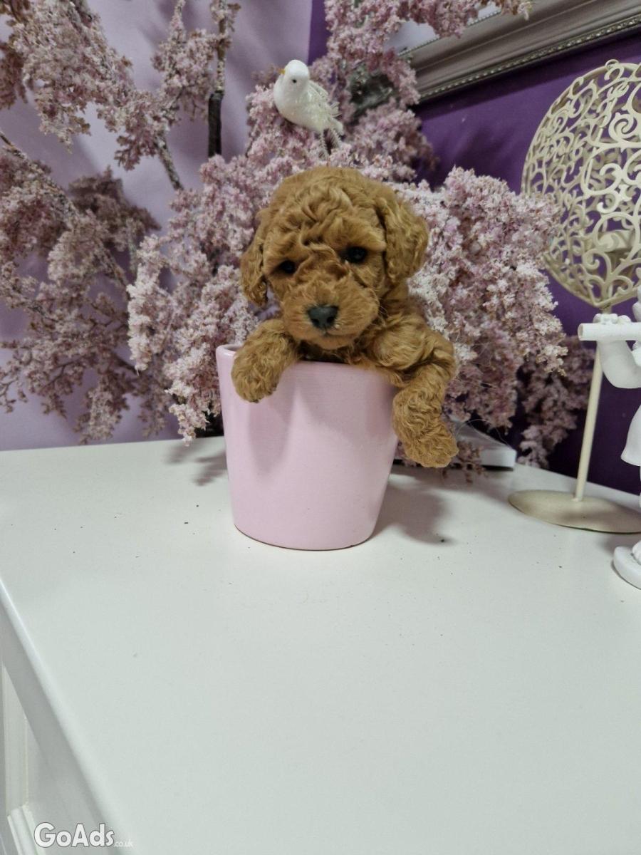 Mini poodles