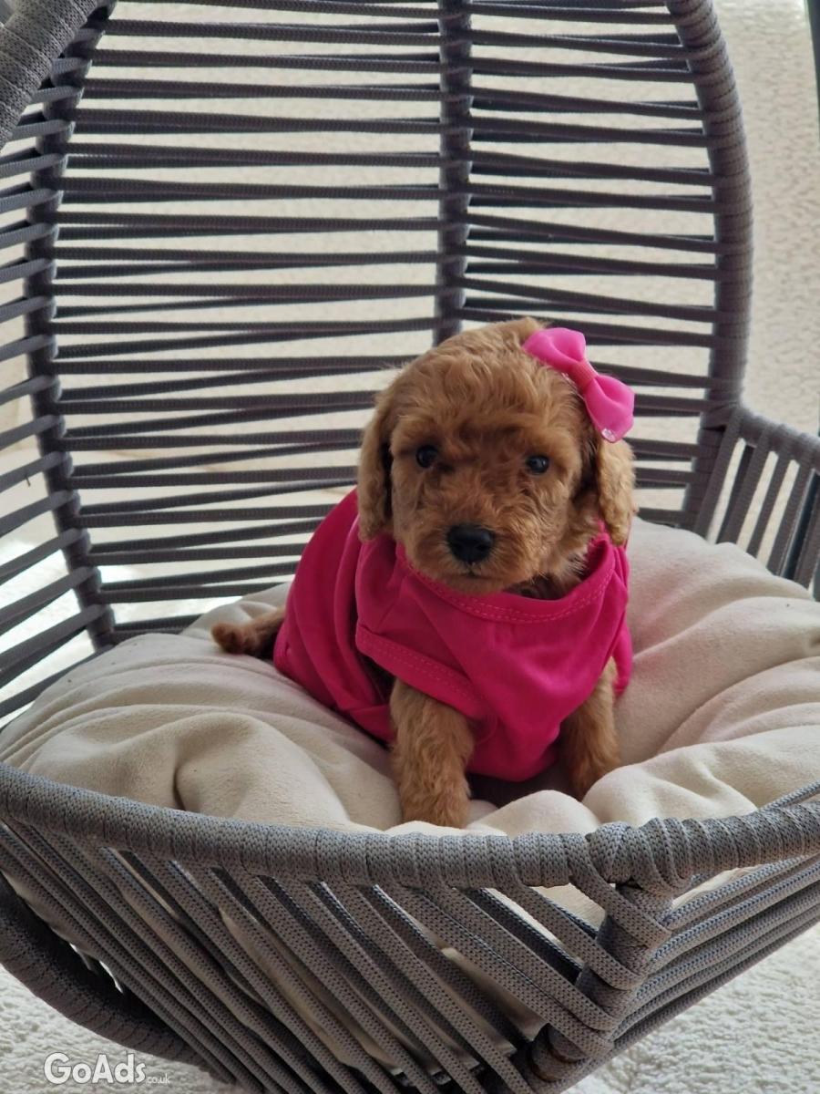 Mini poodles