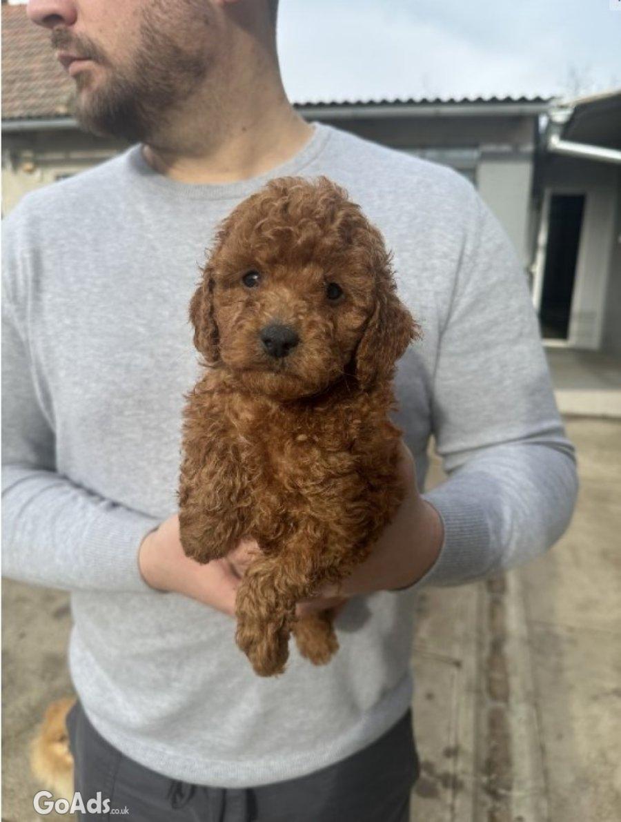 Mini red poodles!