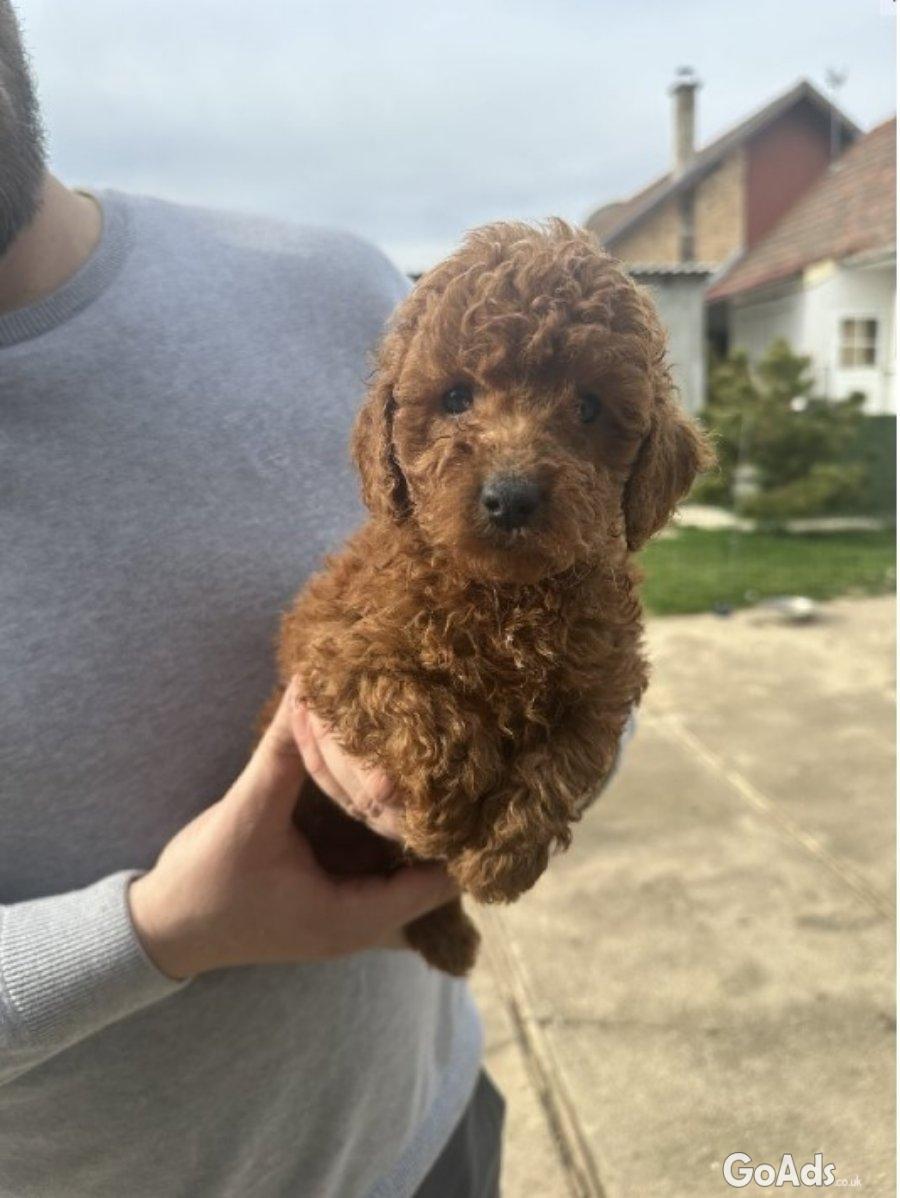 Mini red poodles!