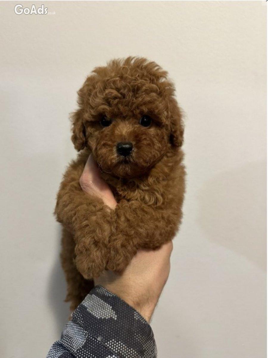 Mini red poodles!