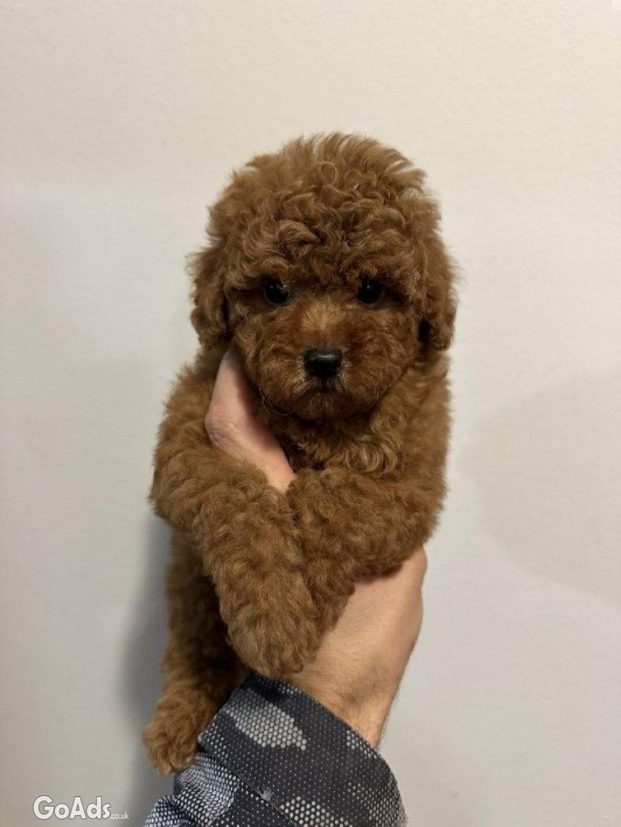 Mini red poodles!