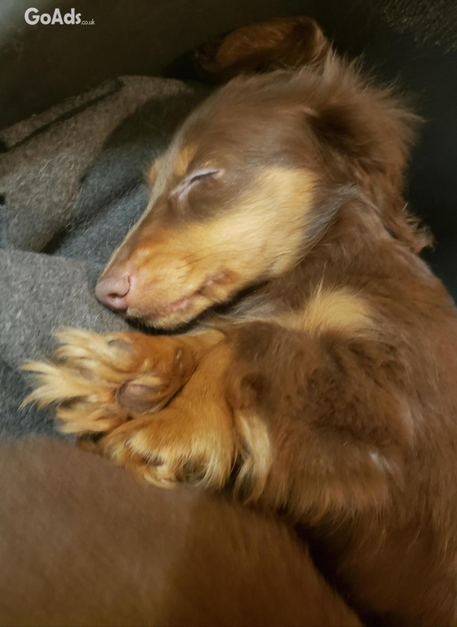 Miniature dachshund long hair 