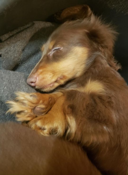 Miniature dachshund long hair
