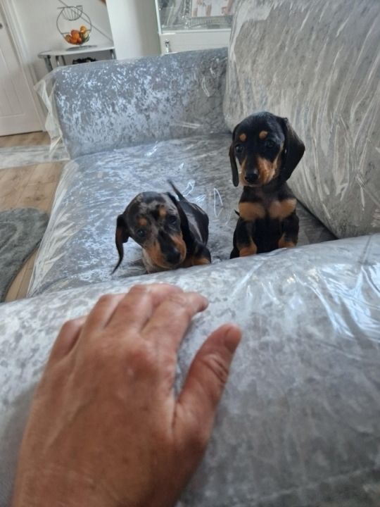 Miniature dachshund puppies
