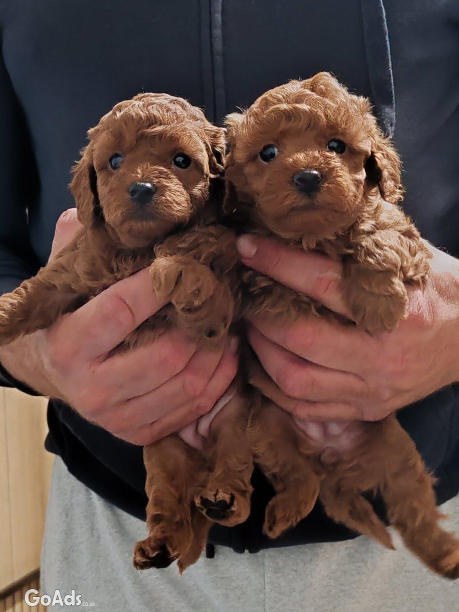 Miniature poodle puppies