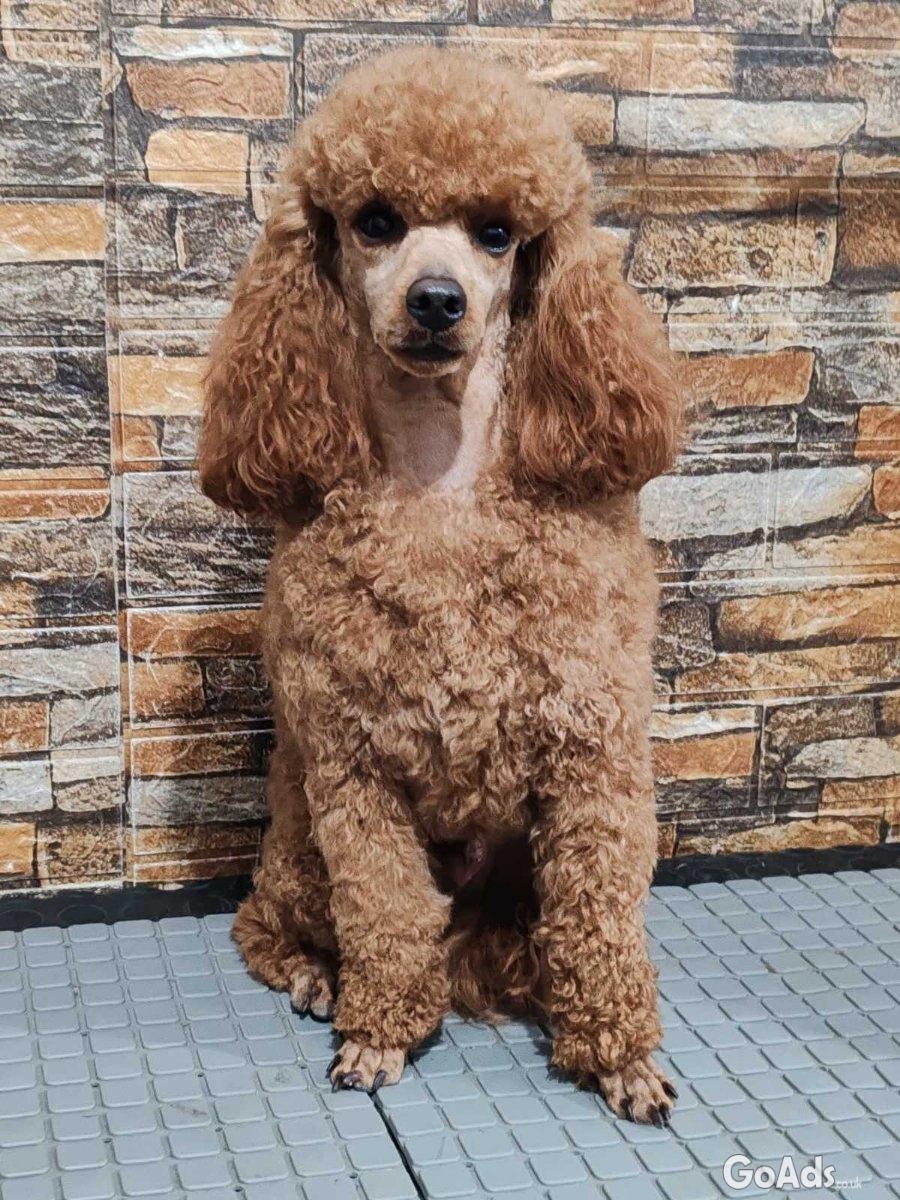 Miniature poodle puppies