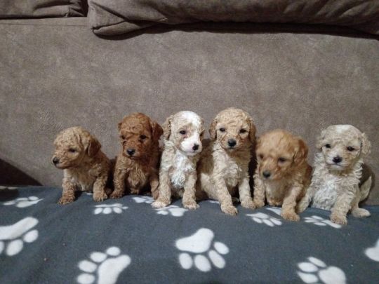 Miniature Poodles for sale