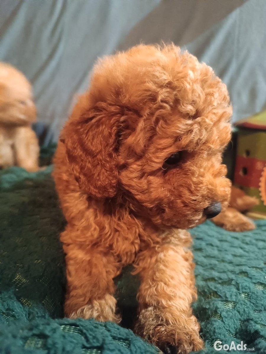 Miniature poodles
