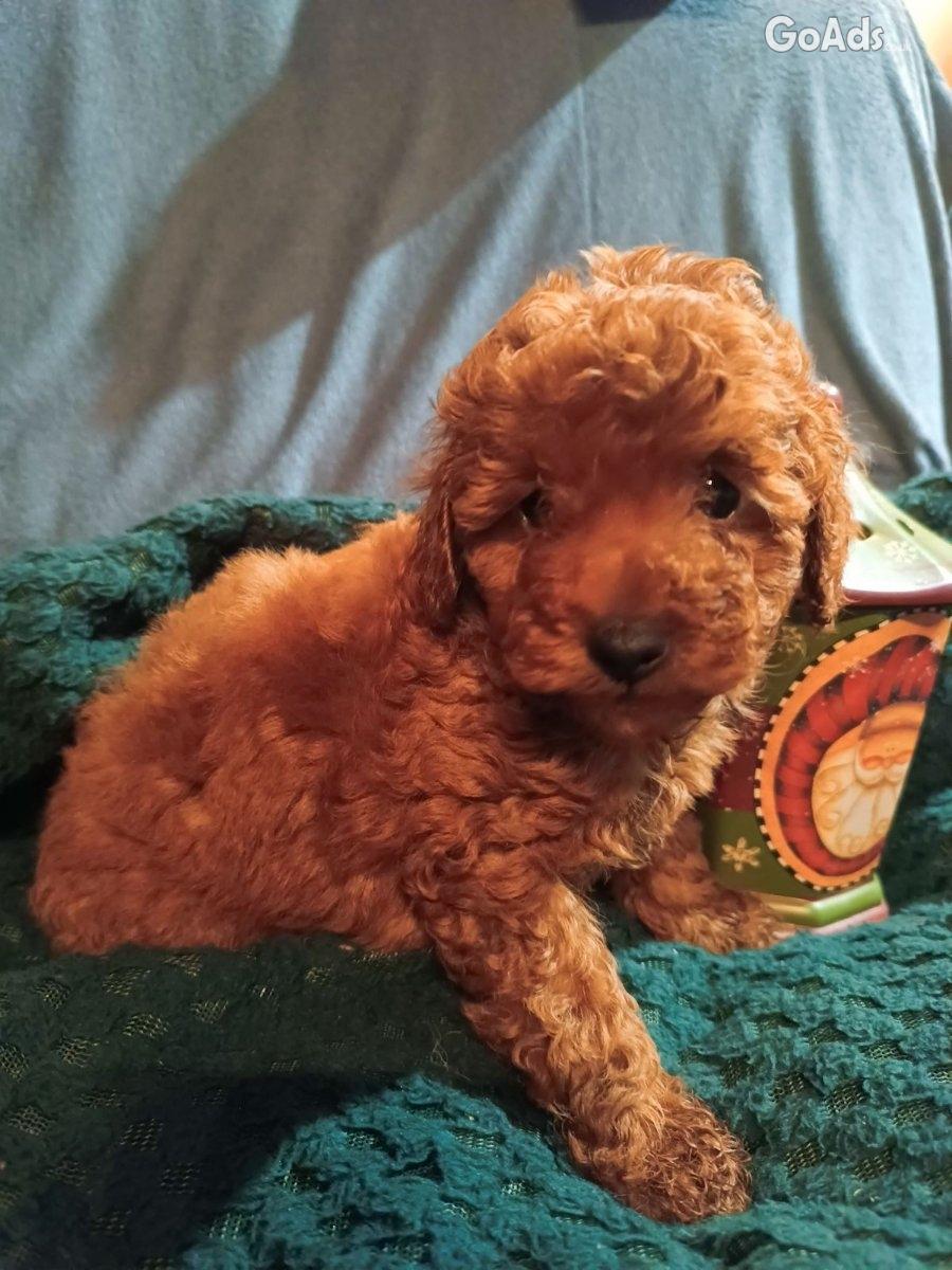 Miniature poodles