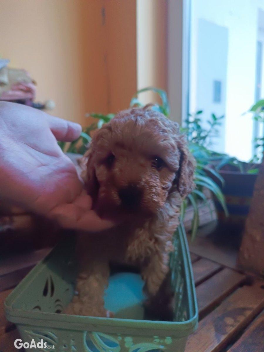 Miniature poodles