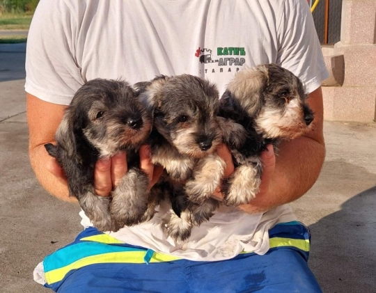 Miniature Schnauzer pepper salt ....