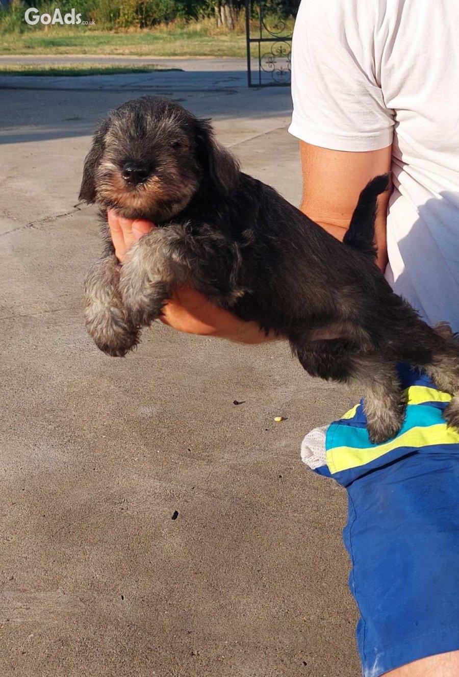 Miniature Schnauzer pepper salt ....