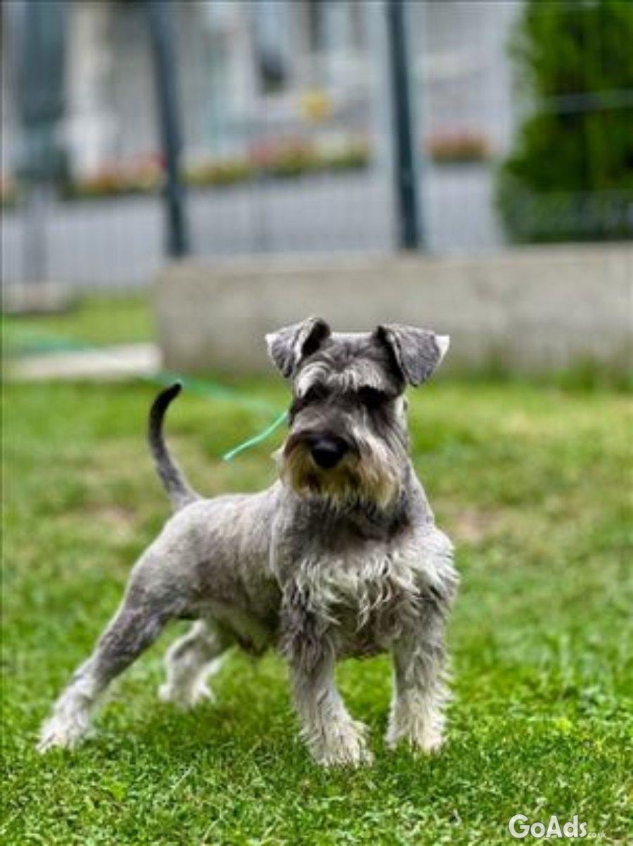 Miniature Schnauzer pepper salt ....