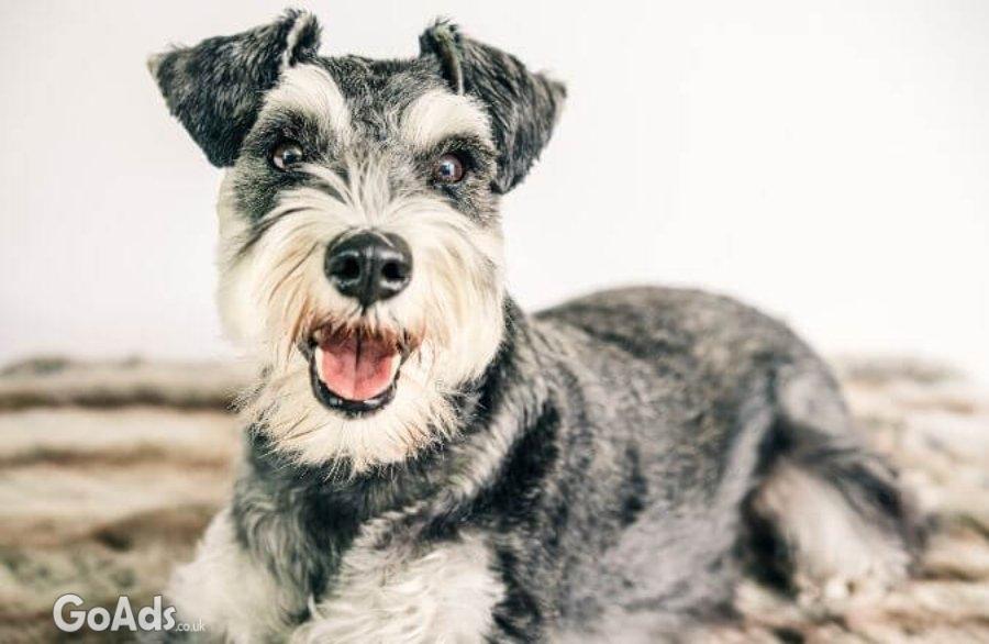 Miniature Schnauzer pepper salt ....