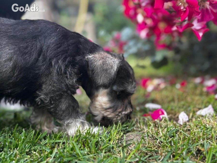 Miniature Schnauzer puppies