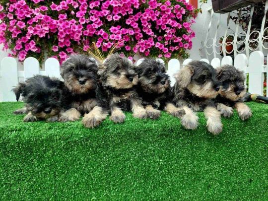 Miniature Schnauzers beautiful for sale