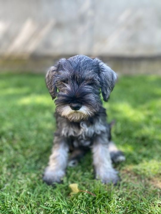 Miniature schnauzers on offer
