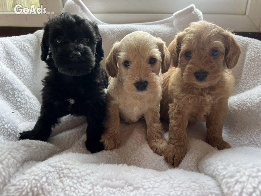 Miniature schnoodle puppy’s