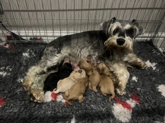 Miniature schnoodle puppy’s