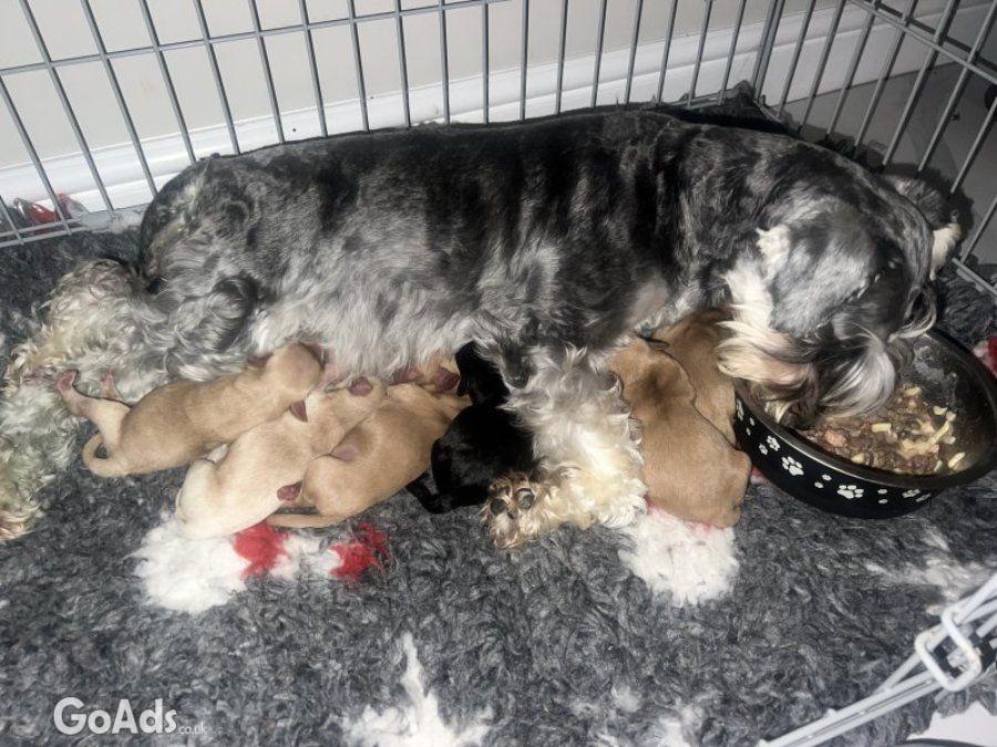 Miniature schnoodle puppy’s