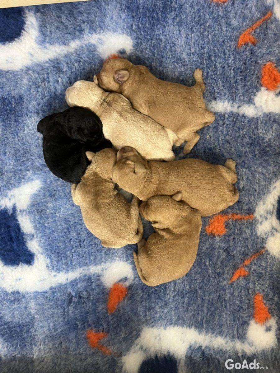 Miniature schnoodle puppy’s