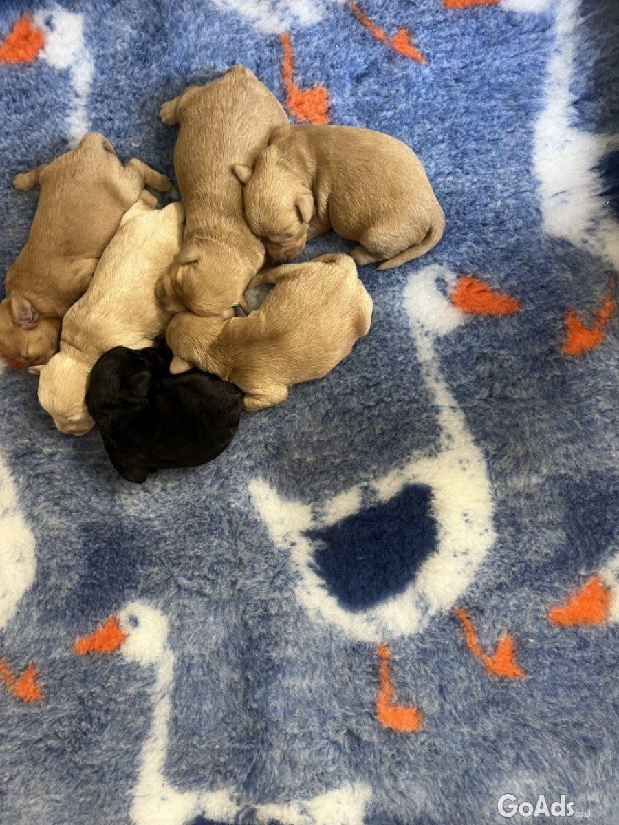 Miniature schnoodle puppy’s