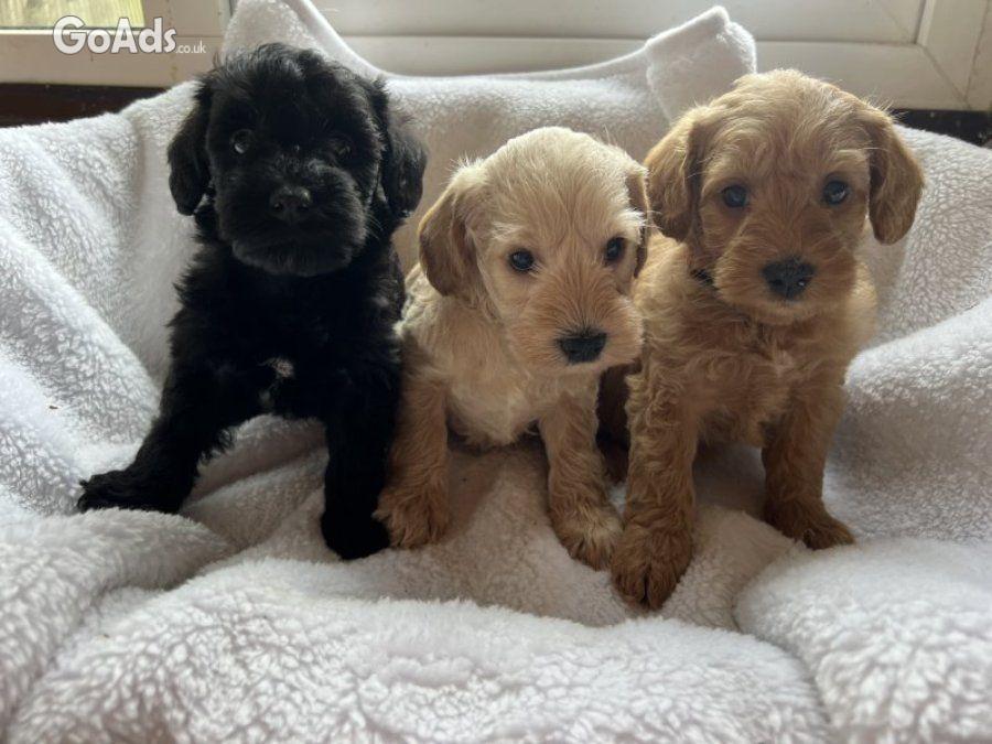 Miniature schnoodle puppy’s