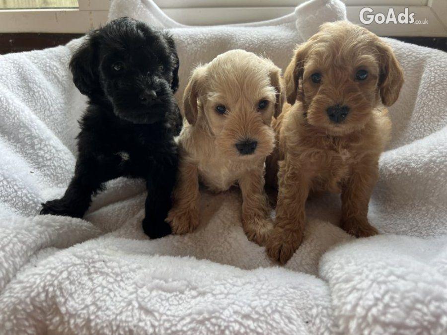 Miniature schnoodle puppy’s