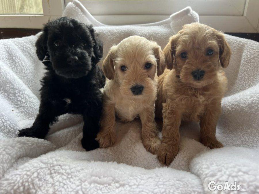 Miniature schnoodle puppy’s